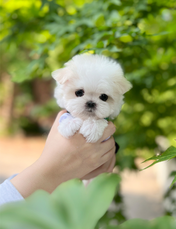 강아지 썸네일