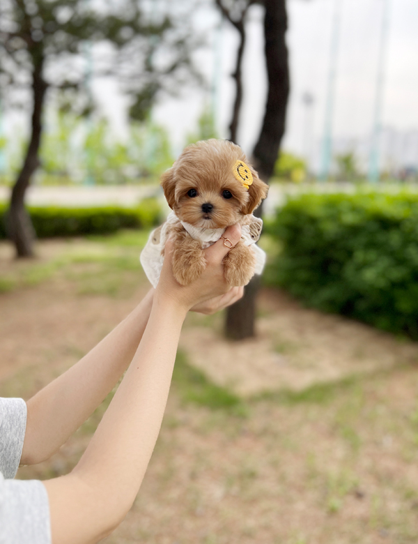 강아지 썸네일