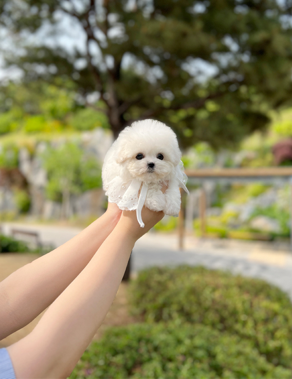 강아지 썸네일