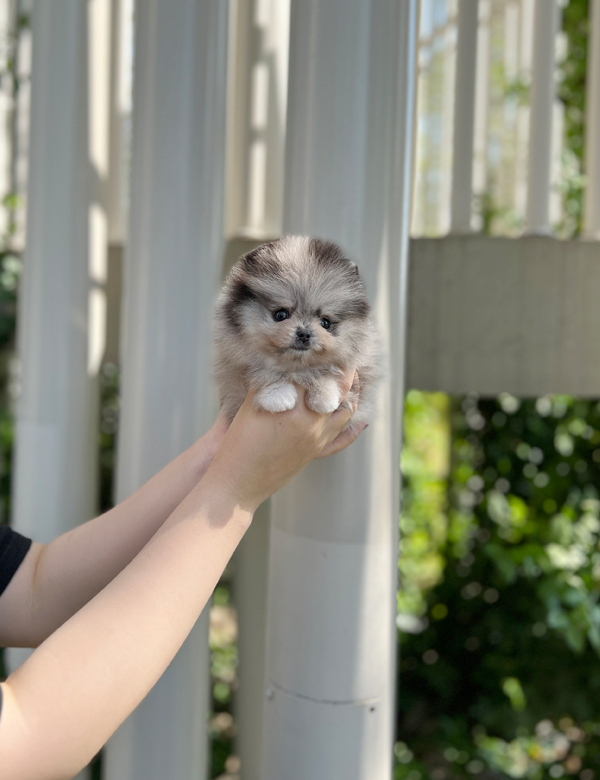 강아지 썸네일