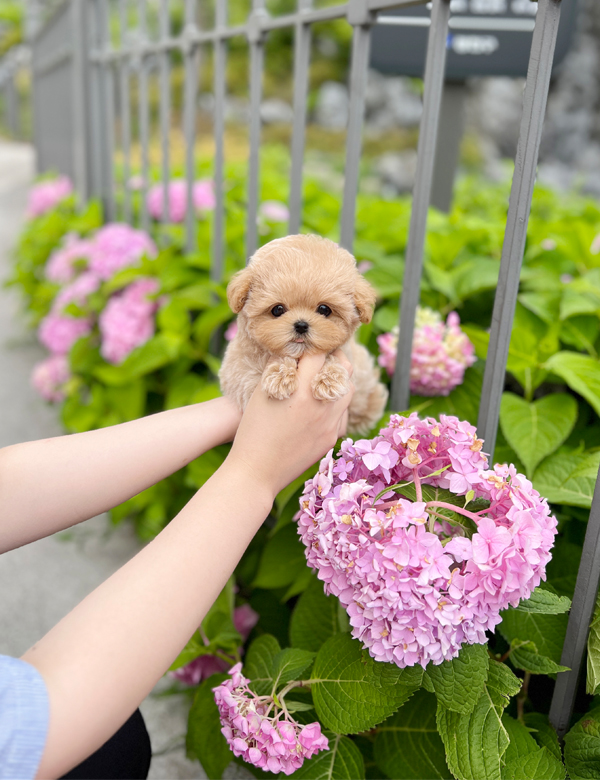 강아지 썸네일