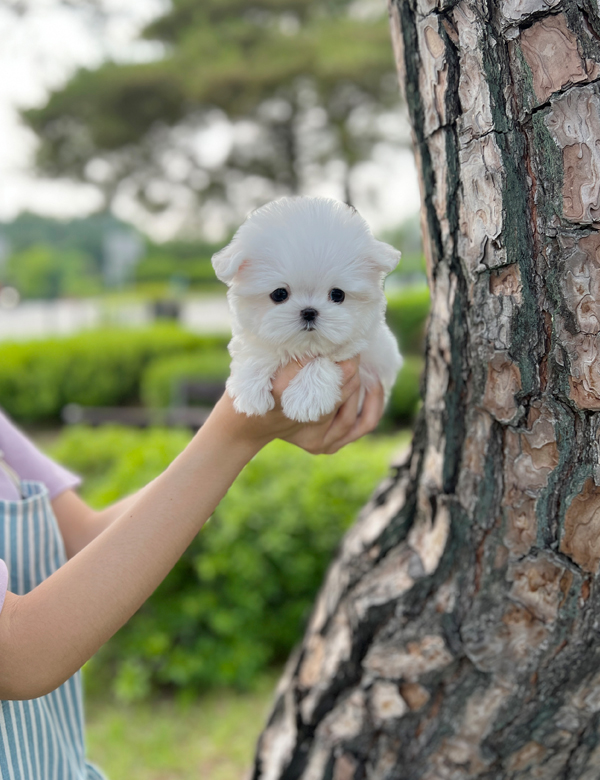 강아지 썸네일