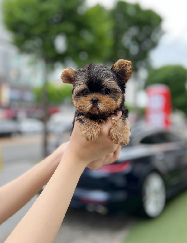 강아지 썸네일