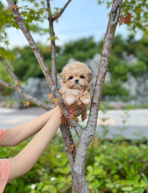 강아지 썸네일