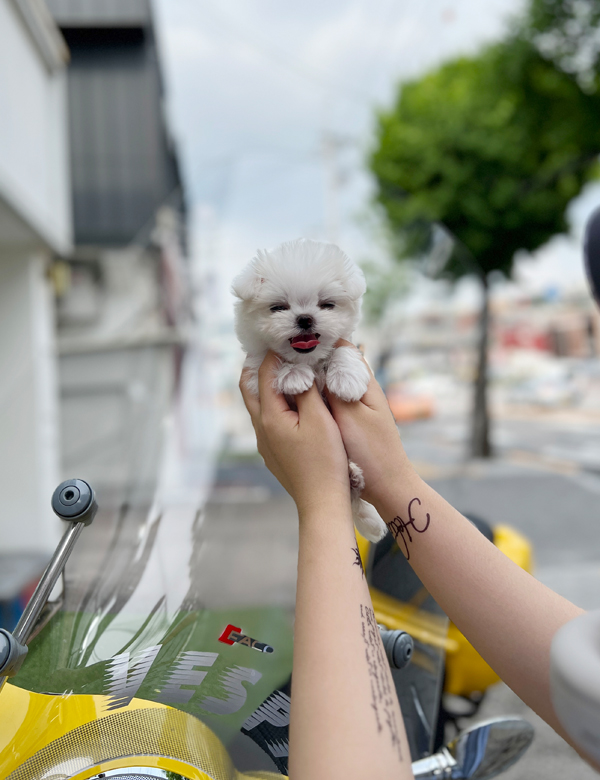 강아지 썸네일