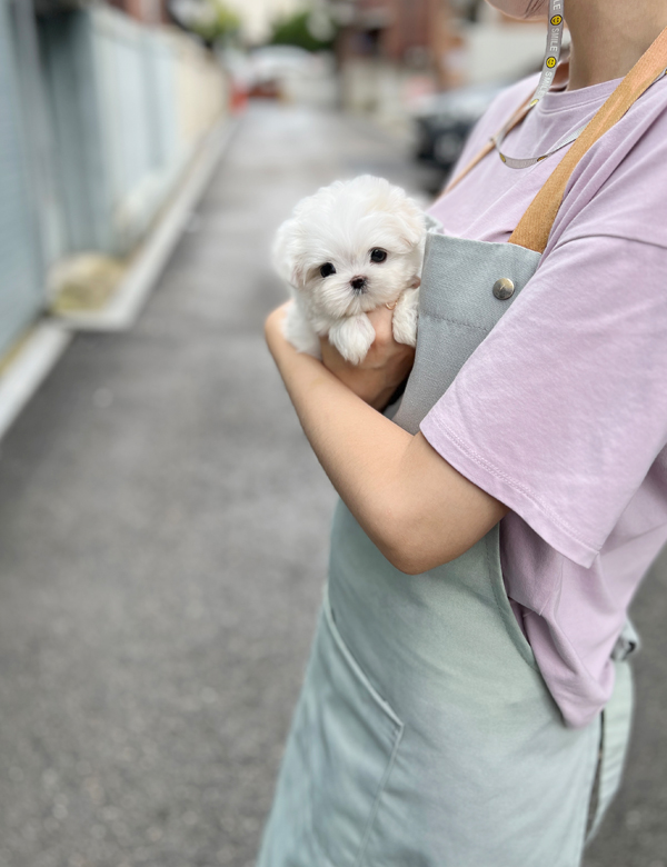 강아지 썸네일