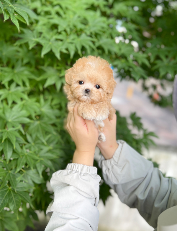 강아지 썸네일