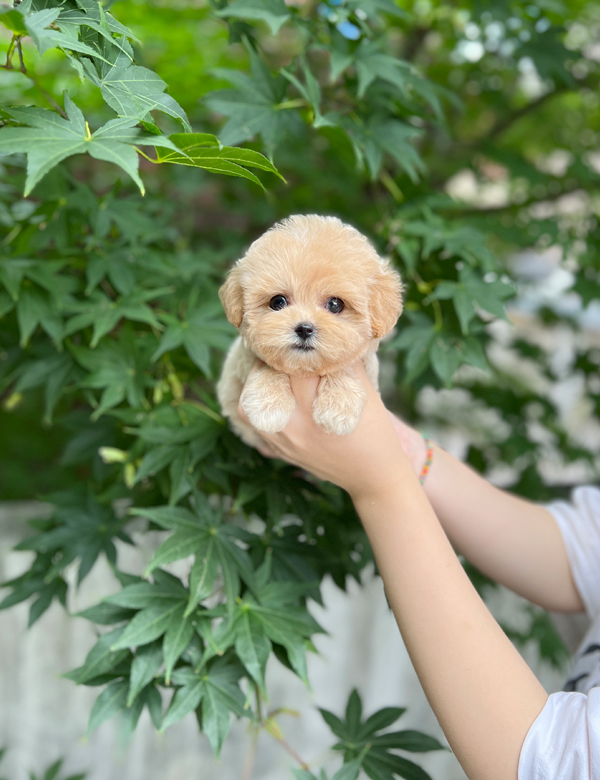 강아지 썸네일