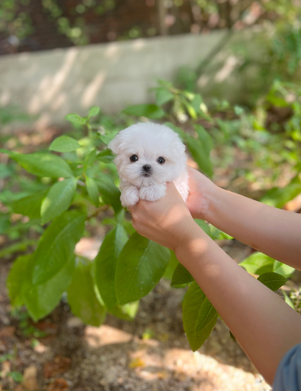 강아지 썸네일