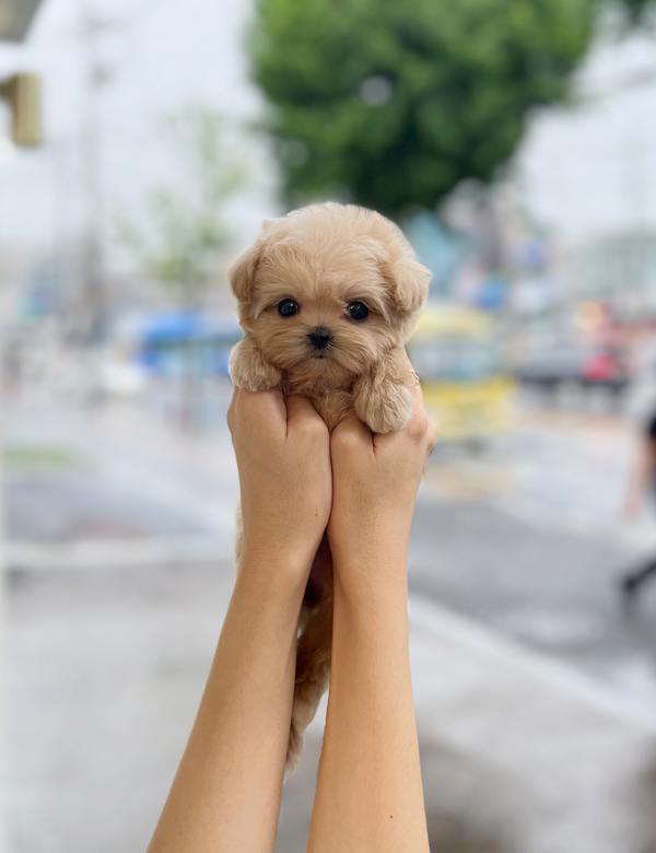 강아지 썸네일