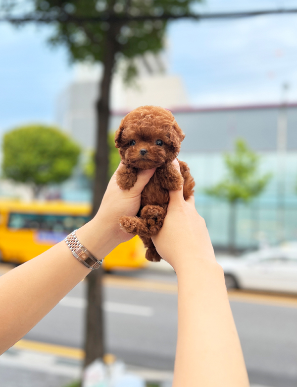 강아지 썸네일