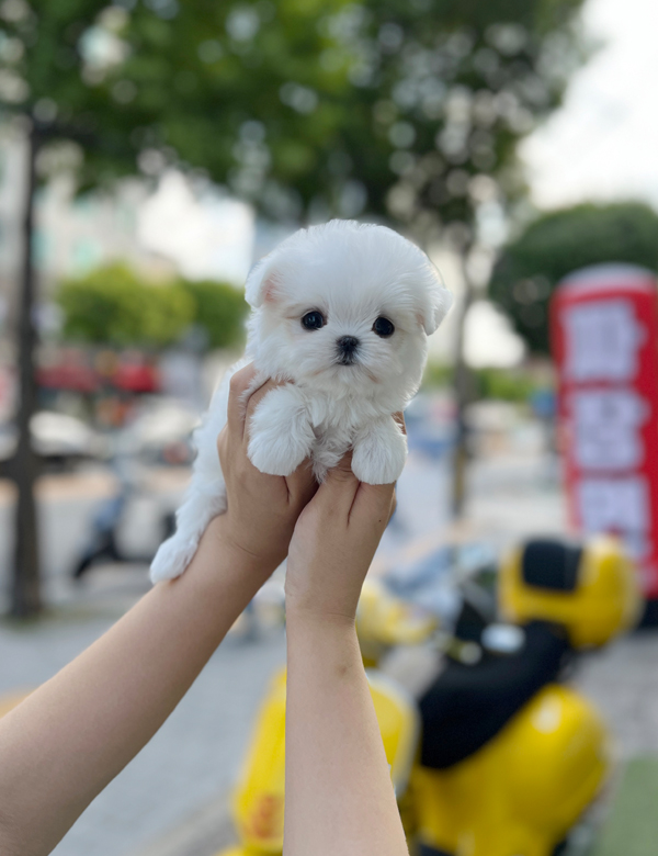 강아지 썸네일