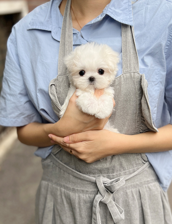 강아지 썸네일