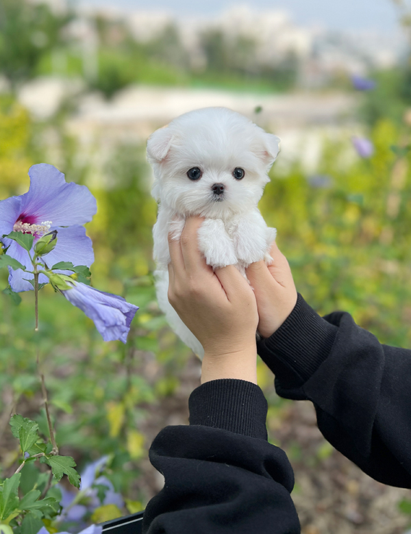 강아지 썸네일