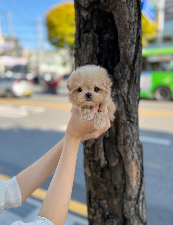 강아지 썸네일