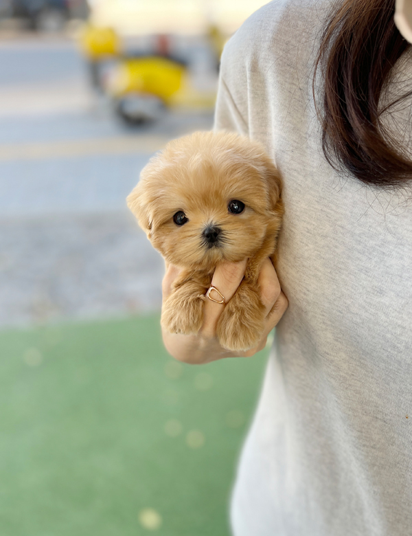 강아지 썸네일