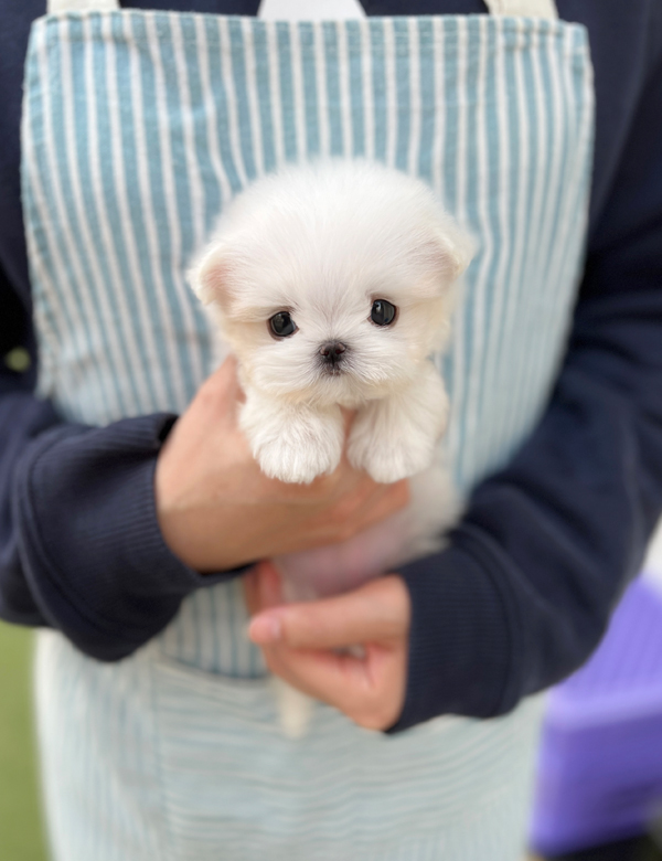 강아지 썸네일