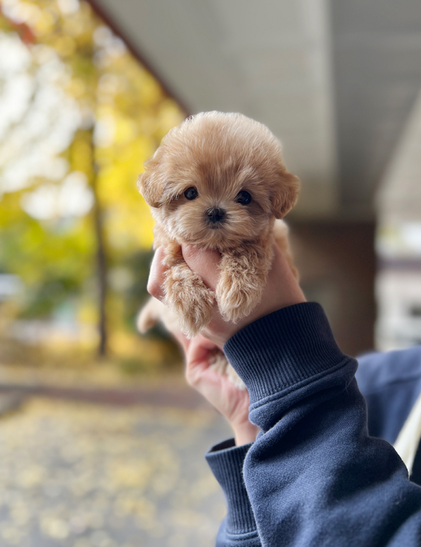 강아지 썸네일