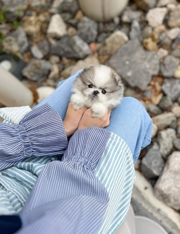 강아지 썸네일