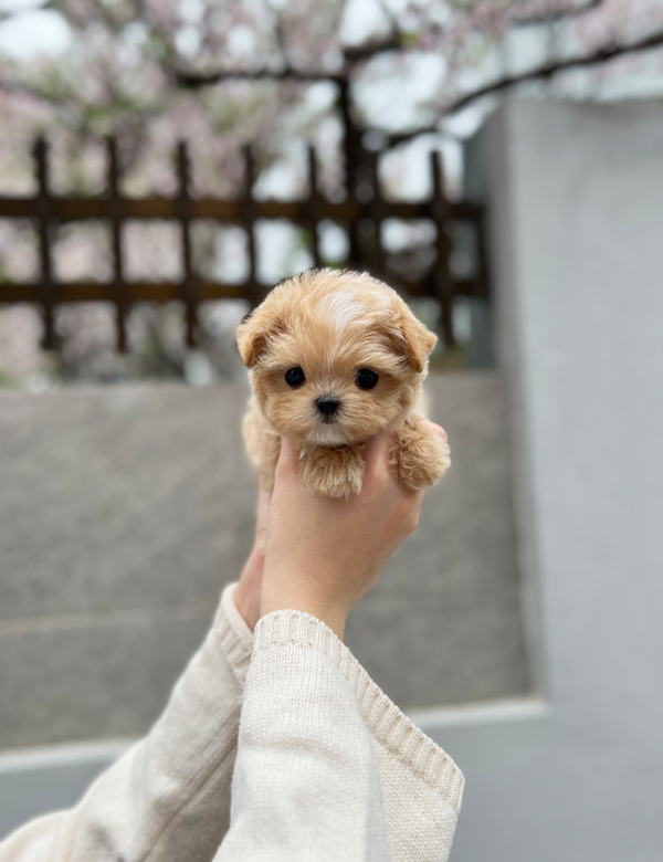 강아지 썸네일