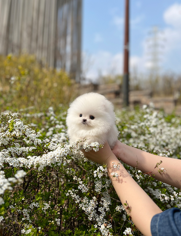 강아지 썸네일