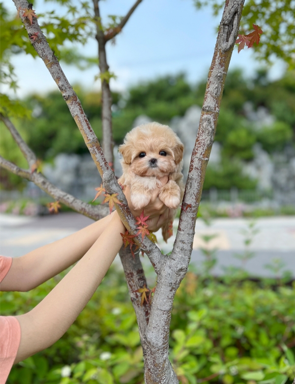 강아지분양 썸네일