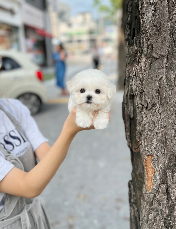 강아지분양 썸네일