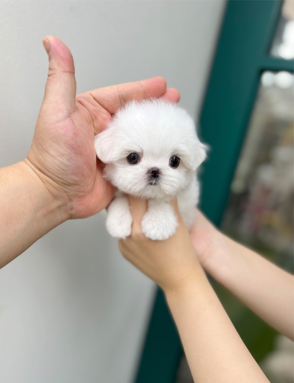 강아지분양 썸네일