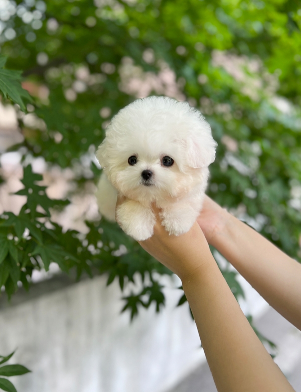 강아지분양 썸네일