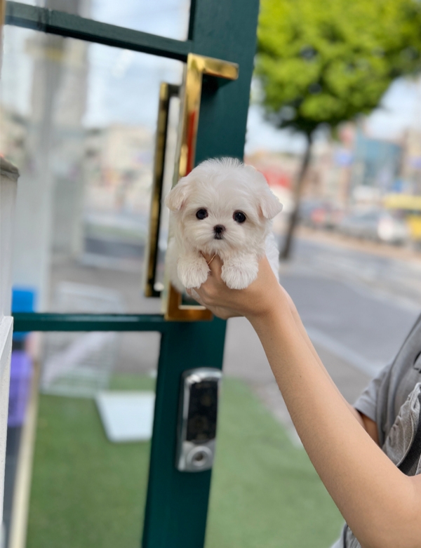 강아지분양 썸네일