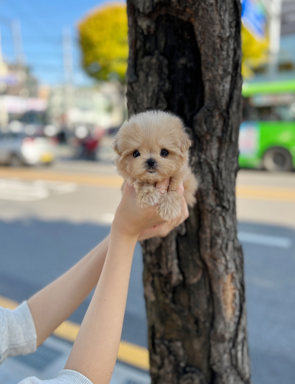 강아지분양 썸네일