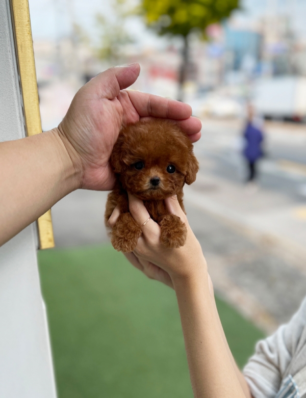 강아지분양 썸네일