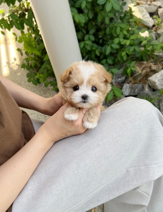 강아지분양 썸네일