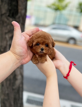 강아지분양 썸네일