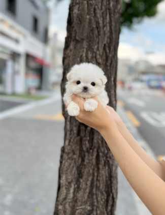 강아지분양 썸네일