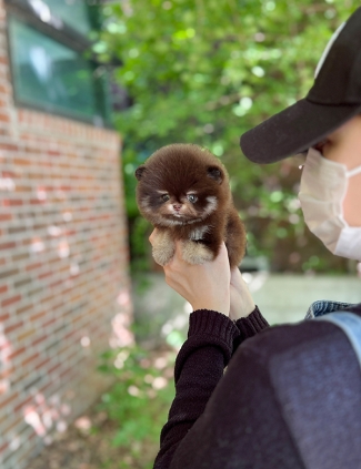 강아지분양 썸네일